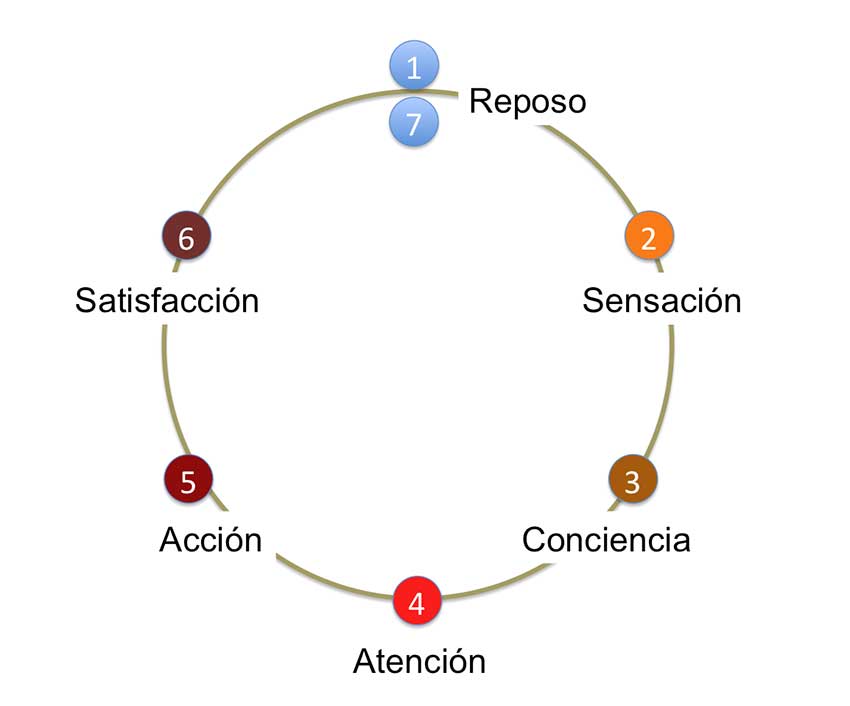 Ciclo de satisfacción de las necesidades